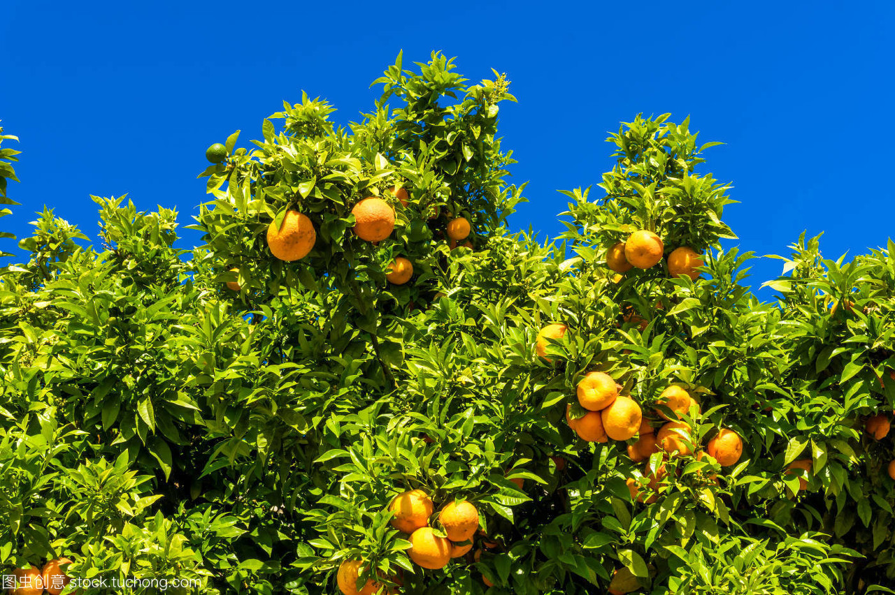 柑橘春季田间常见问题及防控方案